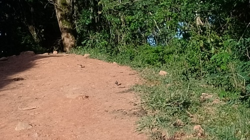 Scaled Dove