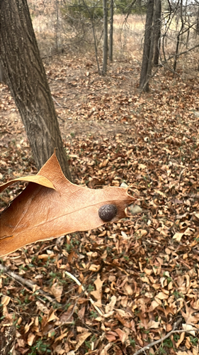 Unknown species found near Longhouse Pl, Leesburg, VA, US