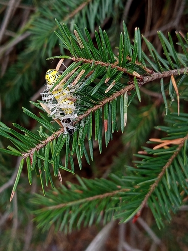 Acronyctodes mexicanaria