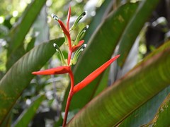 Heliconia acuminata