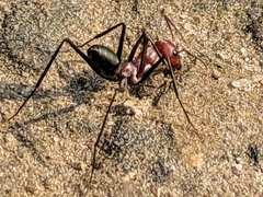 Cataglyphis longipedem