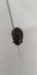 Chrysomela vigintipunctata