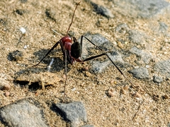 Cataglyphis longipedem