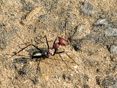 Cataglyphis longipedem