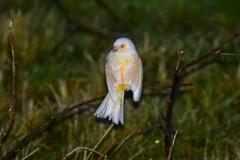 Serinus canaria domesticus