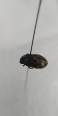 Chrysomela vigintipunctata