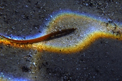 Pugnaso curtirostris