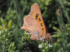 Tylopaedia sardonyx peringueyi