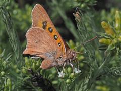 Tylopaedia sardonyx peringueyi