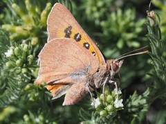 Tylopaedia sardonyx peringueyi