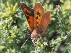 Tylopaedia sardonyx peringueyi