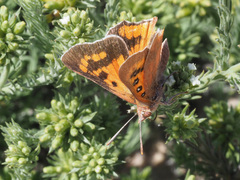 Tylopaedia sardonyx peringueyi