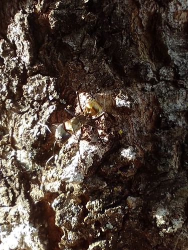 Shimmering Golden Sugar ant