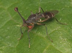 Diasemopsis aethiopica