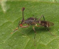 Diasemopsis aethiopica