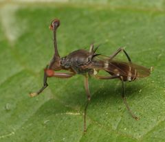 Diasemopsis aethiopica