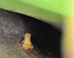 Anomaloglossus beebei