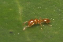 Solenopsis punctaticeps