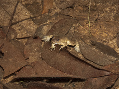 Limnonectes conspicillatus
