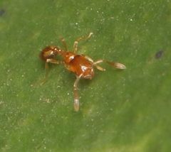 Solenopsis punctaticeps