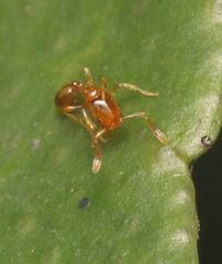 Solenopsis punctaticeps