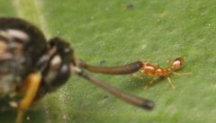 Solenopsis punctaticeps