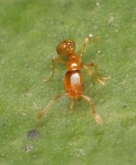 Solenopsis punctaticeps