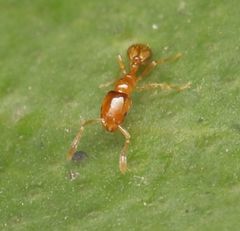 Solenopsis punctaticeps