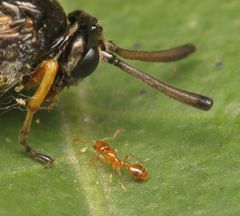 Solenopsis punctaticeps