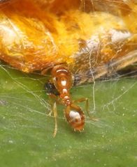 Solenopsis punctaticeps