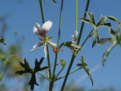 Pelargonium tabulare