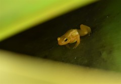 Anomaloglossus beebei