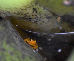 Anomaloglossus beebei