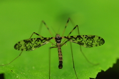 Epiphragma ocellare