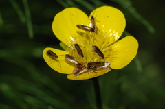 Micropterix calthella