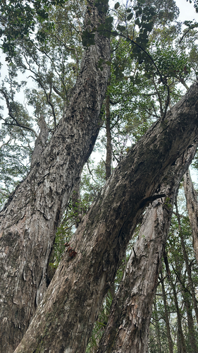 Metrosideros polymorpha observed 2025-12-30