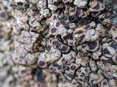 Acarospora macrocyclos