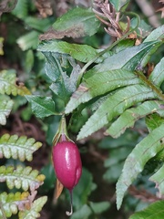 Tripterospermum luzonense