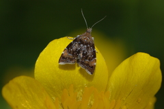 Prochoreutis sehestediana