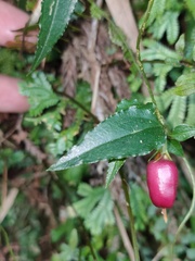 Tripterospermum luzonense