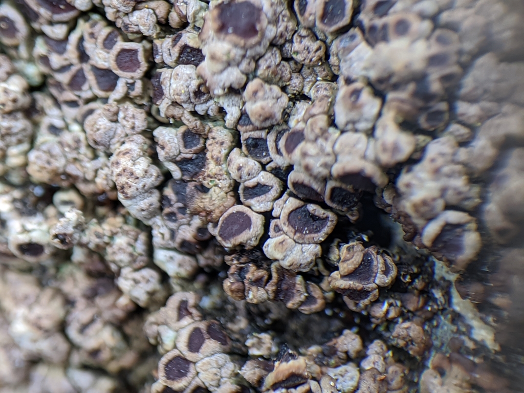 Acarospora macrocyclos