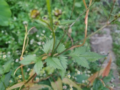 Bidens pilosa pilosa