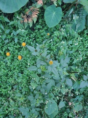 Bidens pilosa pilosa