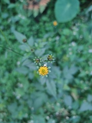 Bidens pilosa pilosa