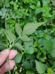 Bidens pilosa pilosa