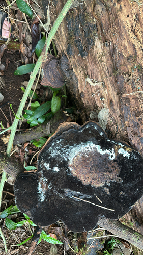 Ganoderma australe, 2025-12-30