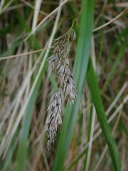 Anthoxanthum redolens