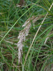 Anthoxanthum redolens