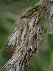 Anthoxanthum redolens