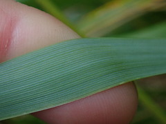 Anthoxanthum redolens